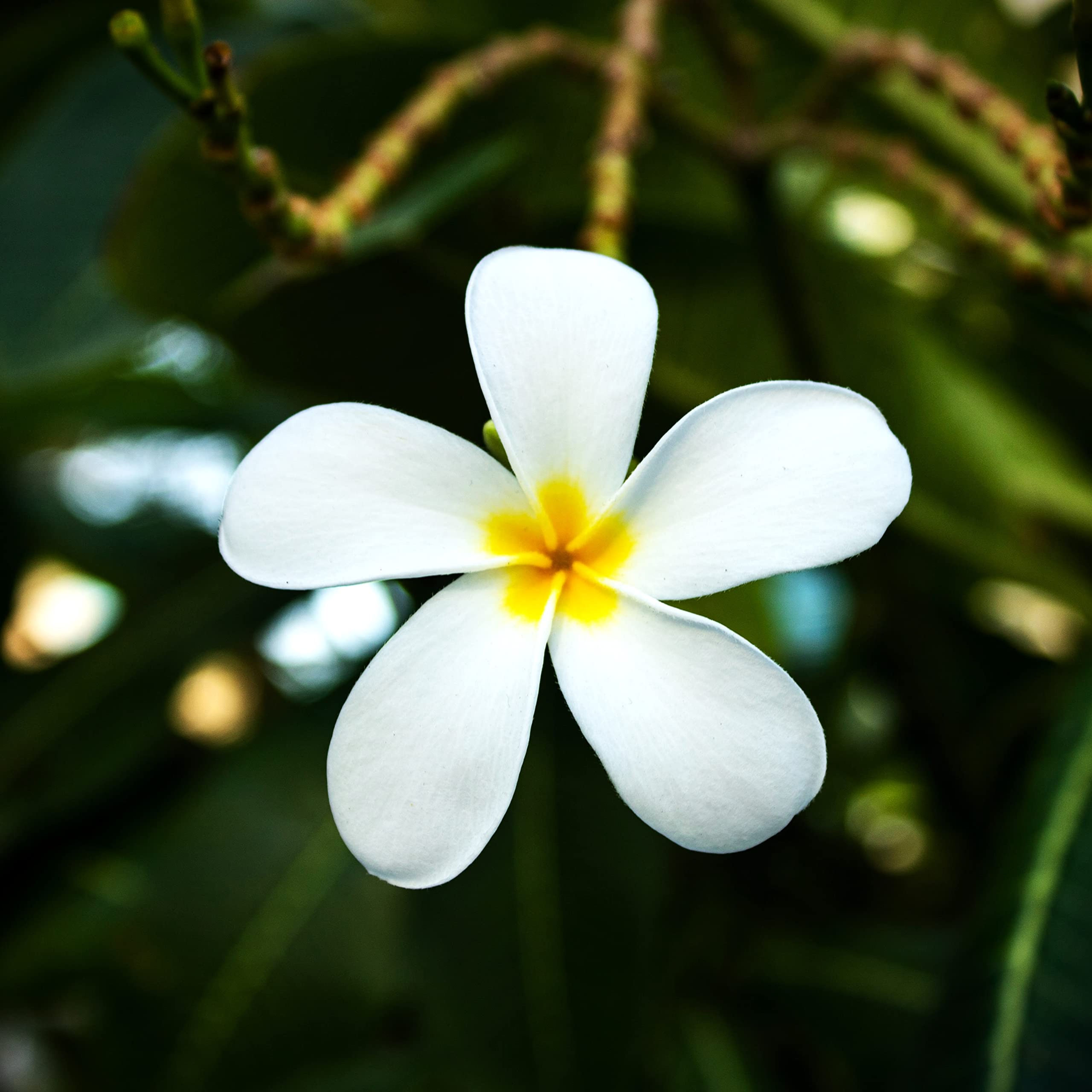 Champa / Frangipani Plant