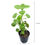 Thumbnail: Ajwain Patta Plant