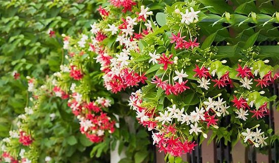 Thumbnail: Madhumalti/Rangoon Creeper Plant