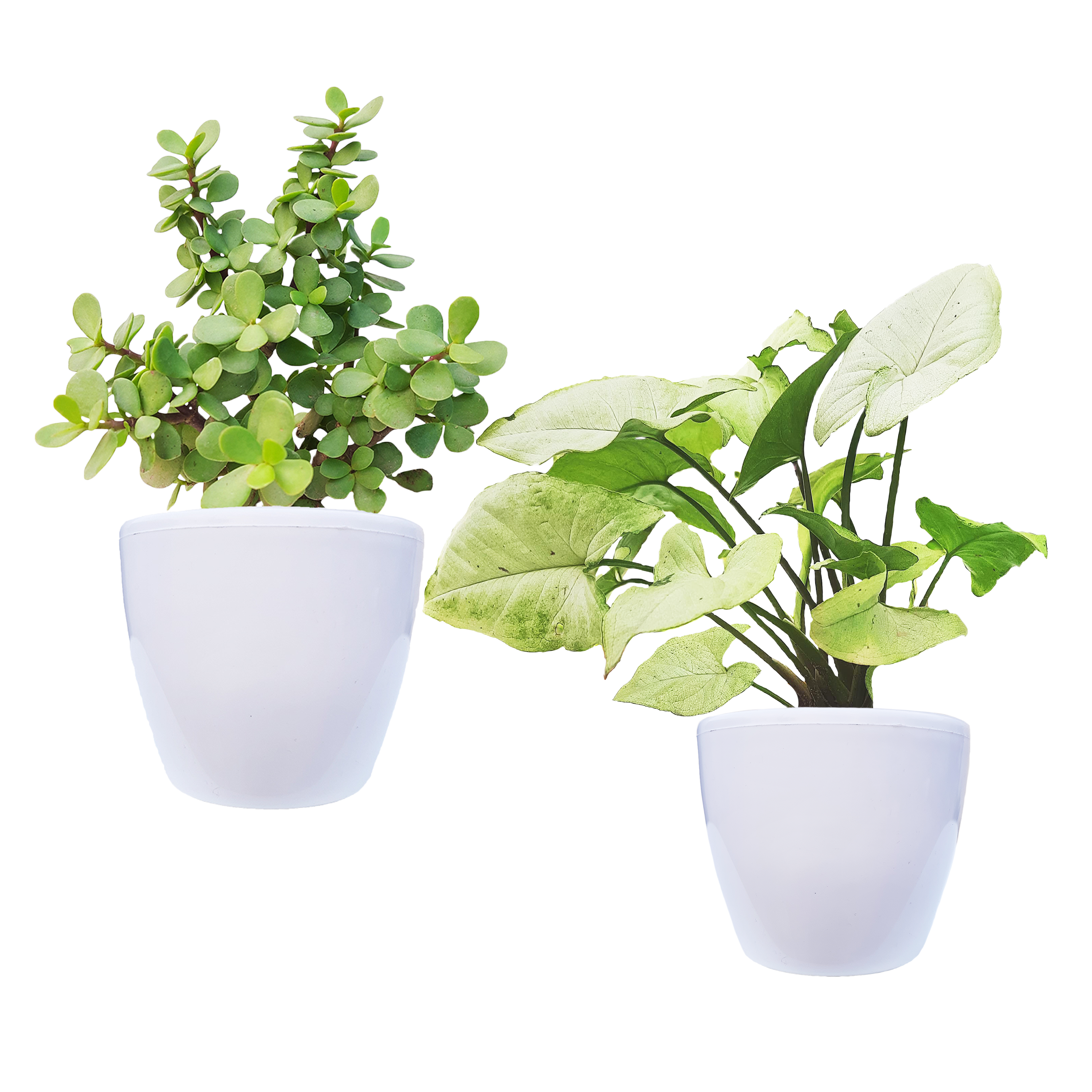 Air Purifying Indoor Bundle of 2 Plants (Syngonium Plant & Jade Plant)