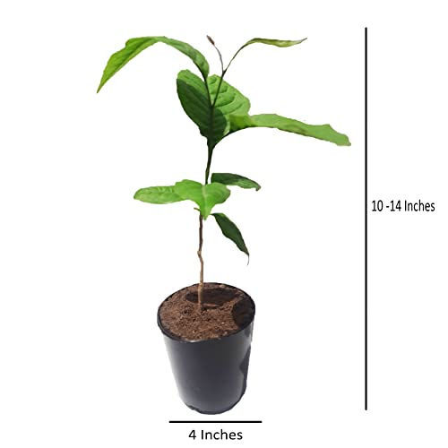 Thumbnail: HN Organics Herbs Plant Bundle of 2 (Curry Patta & Bael Patra Plant)