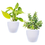 Thumbnail: Air Purifying Indoor Bundle of 2 Plants (Golden money Plant & Jade Plant)