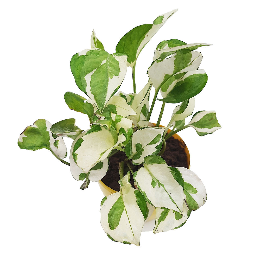 Thumbnail: Air Purifying Indoor Bundle of 2 Plants (N'Joy Money Plant & Jade Plant)