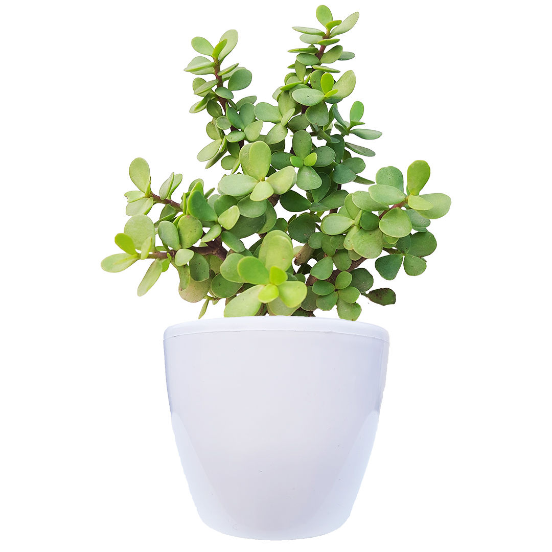 Goodluck Jade Plant with Pot