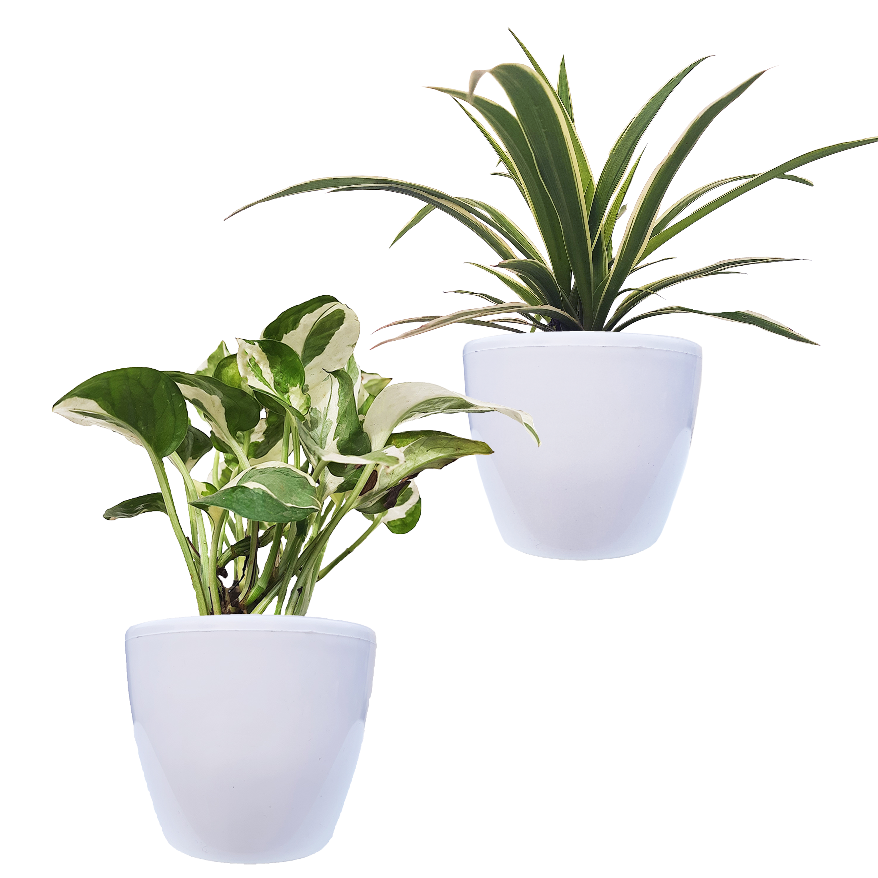 Air Purifying Indoor Bundle of 2 Plants (Spider Plant & N"Joy Money Plant)