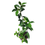 Thumbnail: Gandharaj / Cape Jasmine  Plant