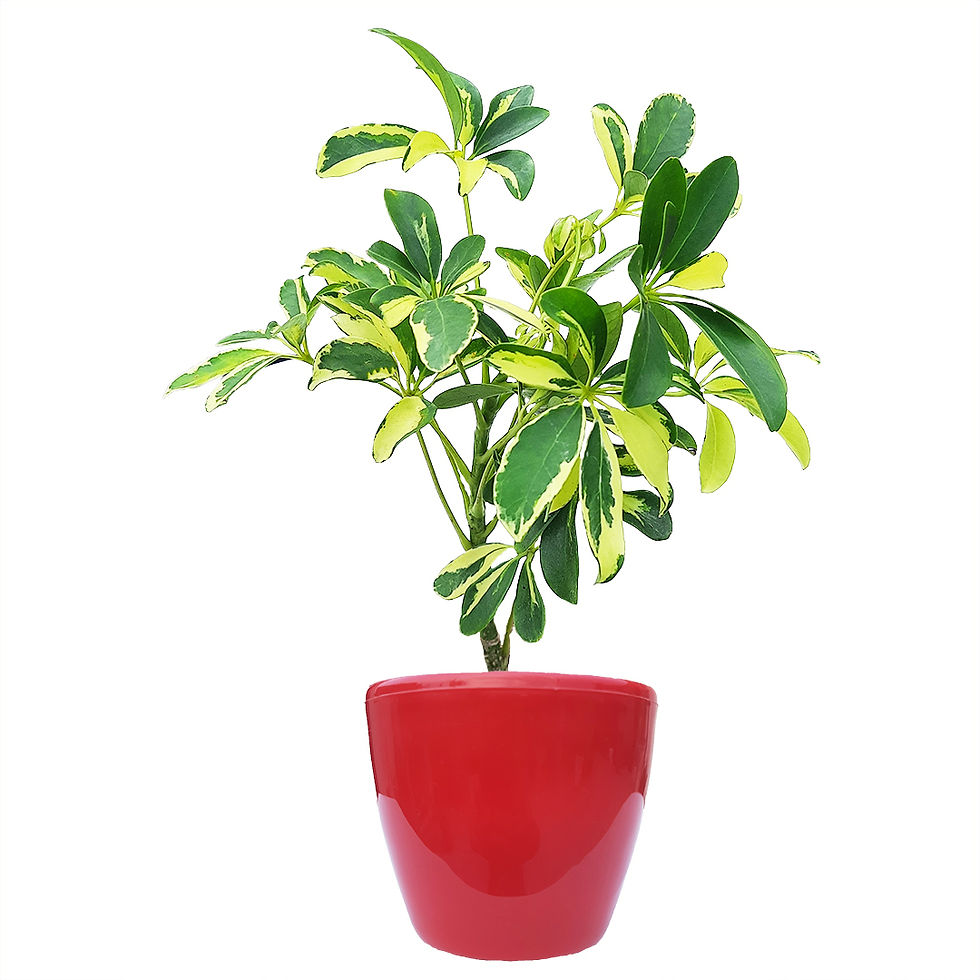 Thumbnail: Schefflera Variegated Plant with Pot