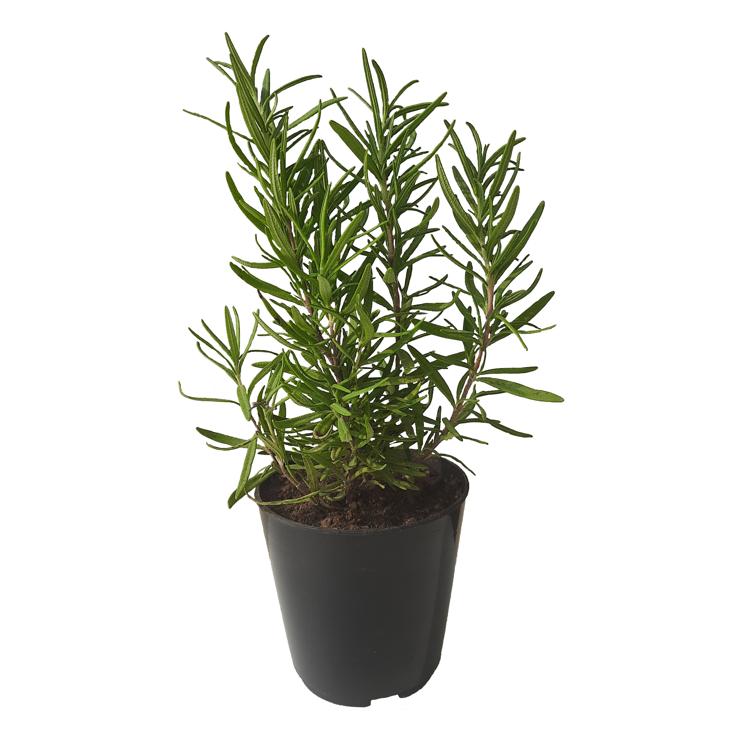 Rosemary Herb Plant