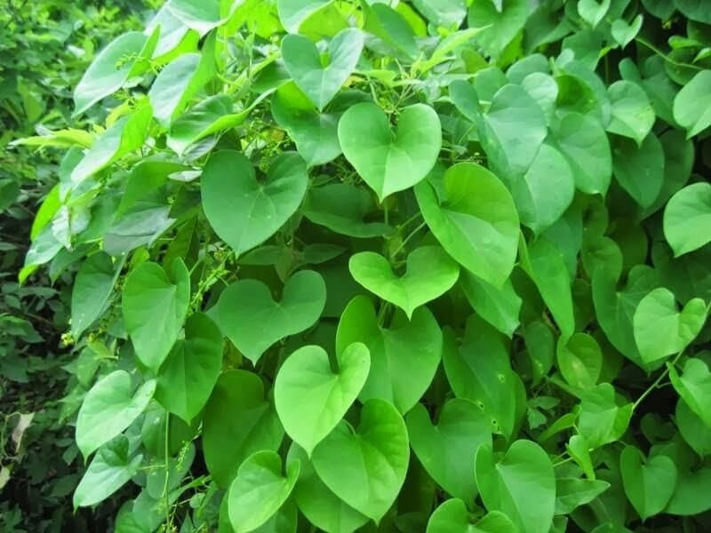 Thumbnail: Giloy Medicinal Vine Plant