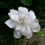 Thumbnail: Gandharaj / Cape Jasmine  Plant