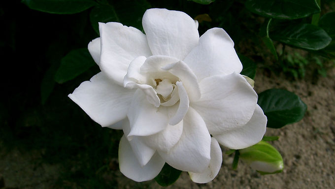 Gandharaj / Cape Jasmine  Plant