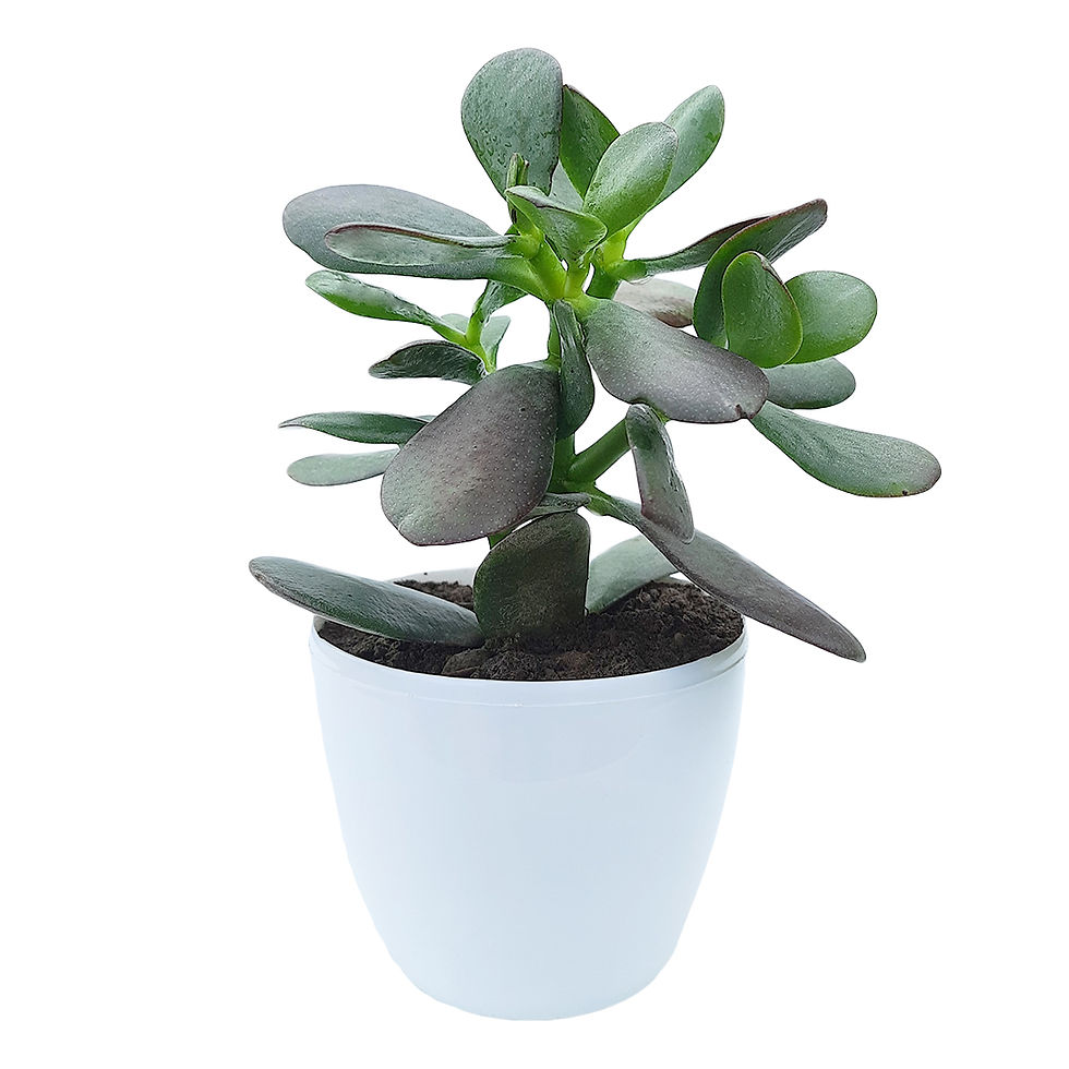 Thumbnail: Crassula Ovata Plant