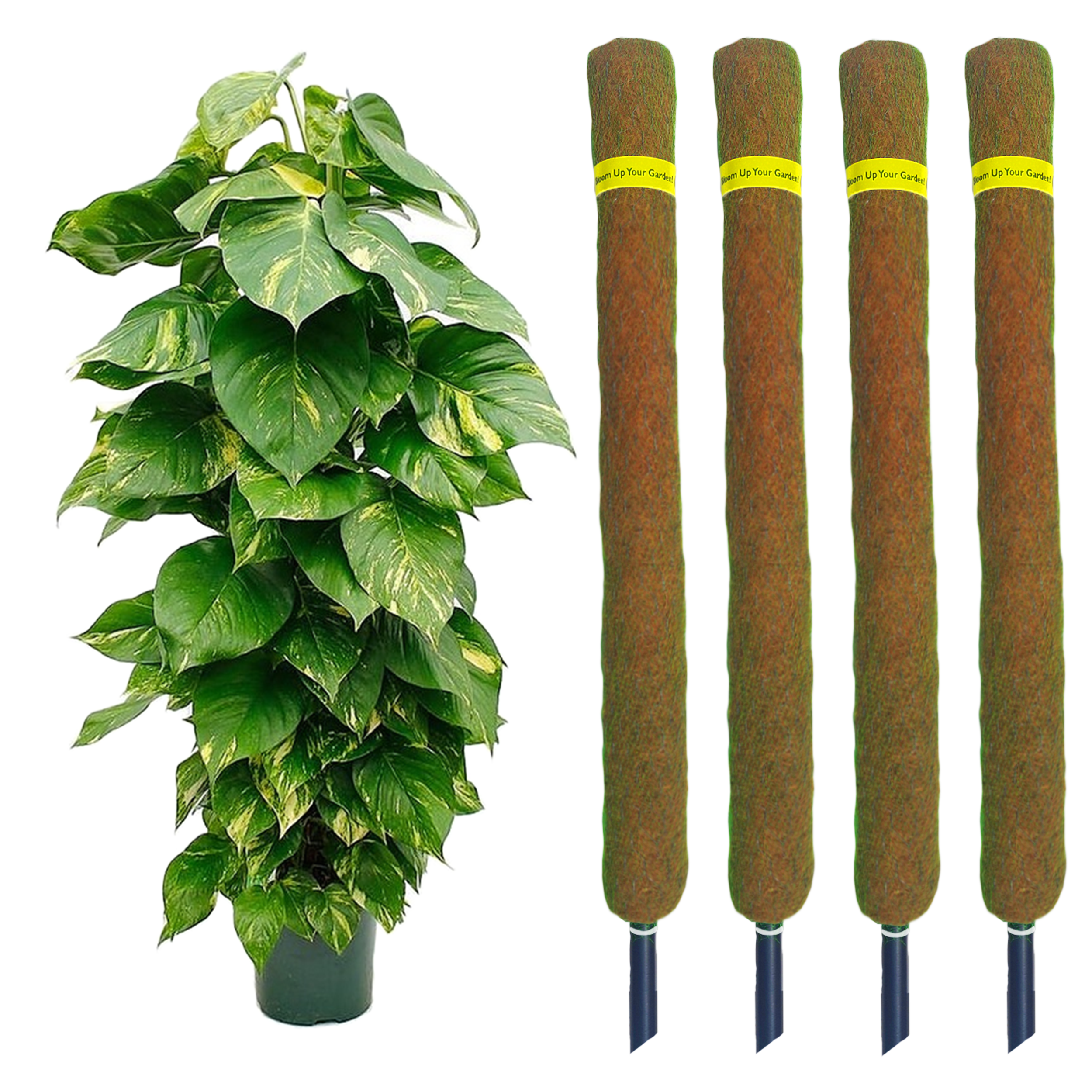 Coco Coir Pole | Sticks 2 Ft