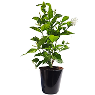 All Season Mogra Flower PlantSmall Pot.png