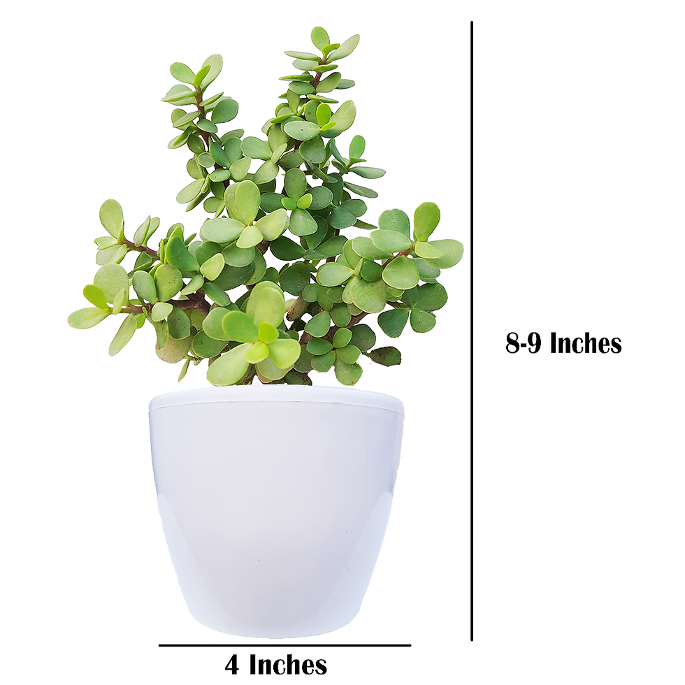 Thumbnail: Air Purifying Indoor Bundle of 2 Plants (N'Joy Money Plant & Jade Plant)
