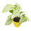 थंबनेल: White Syngonium Plant