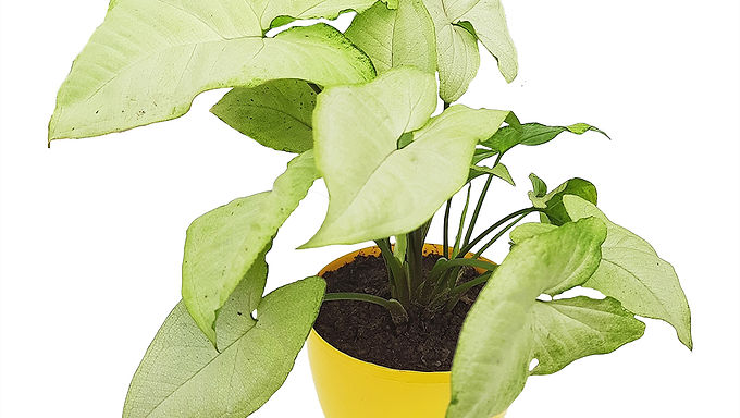 White Syngonium Plant