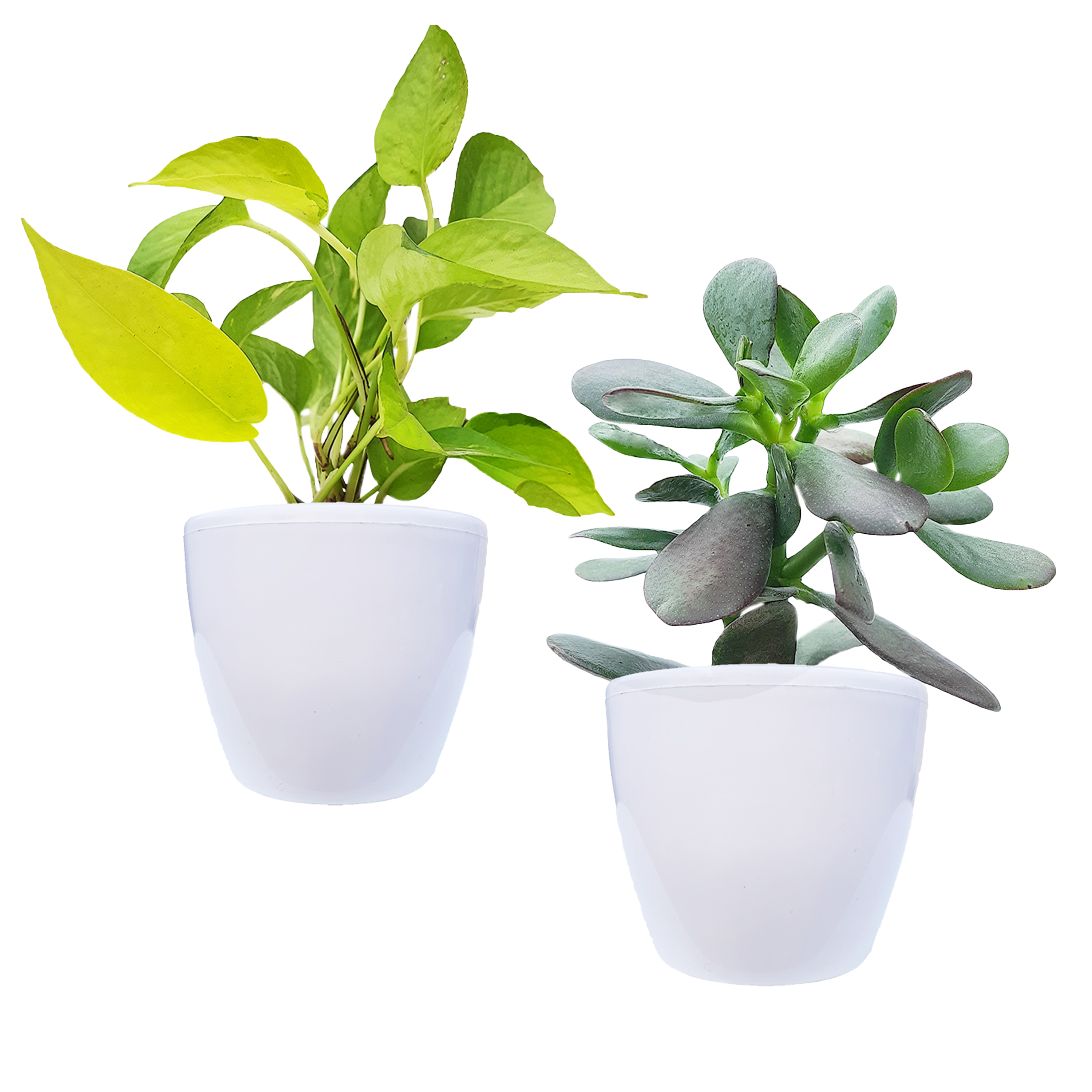 Air Purifying Indoor Bundle of 2 Plants (Golden money Plant & Crassula ovata Pl)