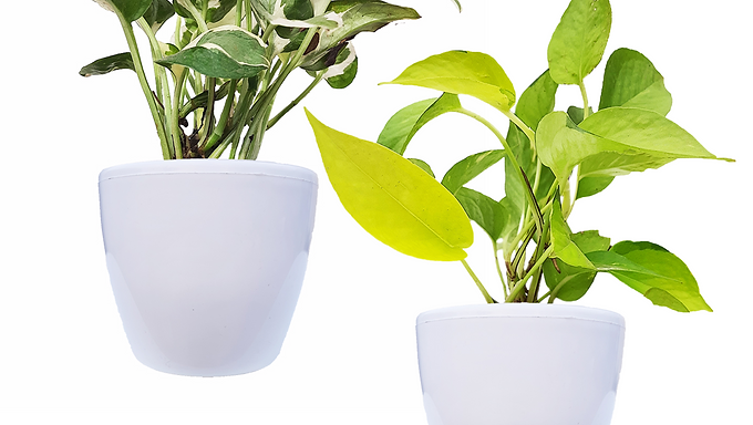 Air Purifying Indoor Bundle of 2 Plants (Golden money Plant & N"Joy Money Plant)