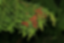 ree