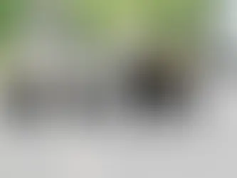 El oso en el archipiélago japonés: una relación prehistórica