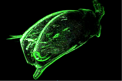 hologram display | holographic display | hologram