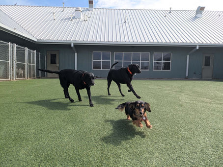 Why Dogs Love Coming Back to Good Dog: The Quiet Reason We Notice Every Day
