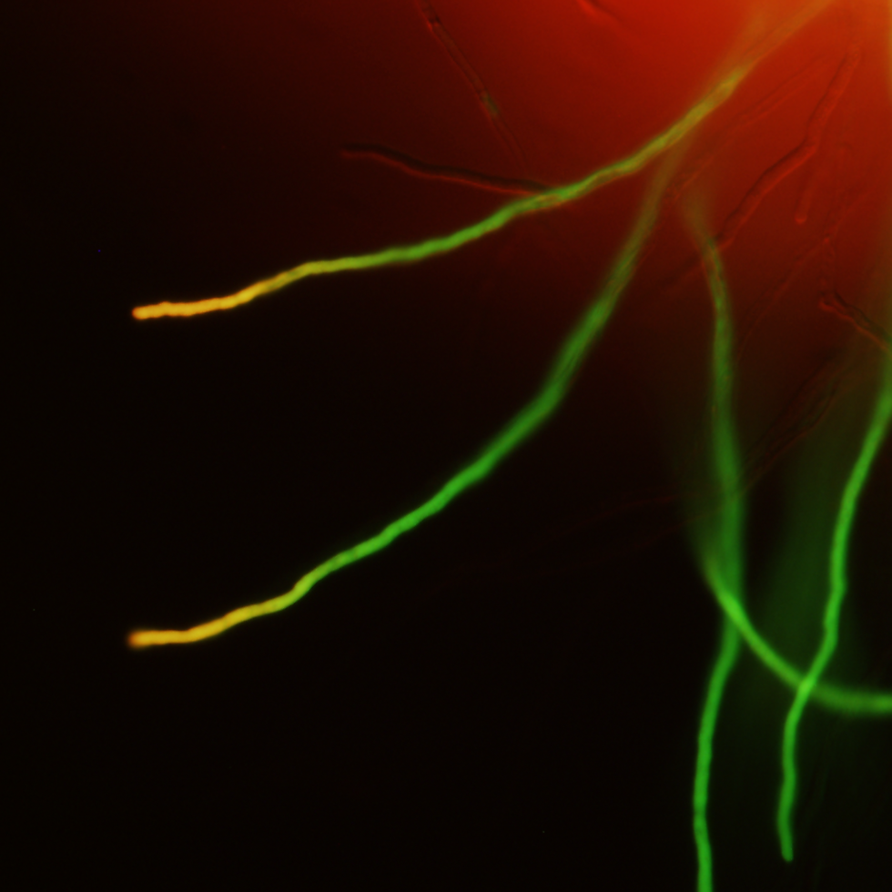 蛍光タンパク質の色変換