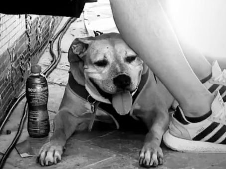 dog cooling down in heat