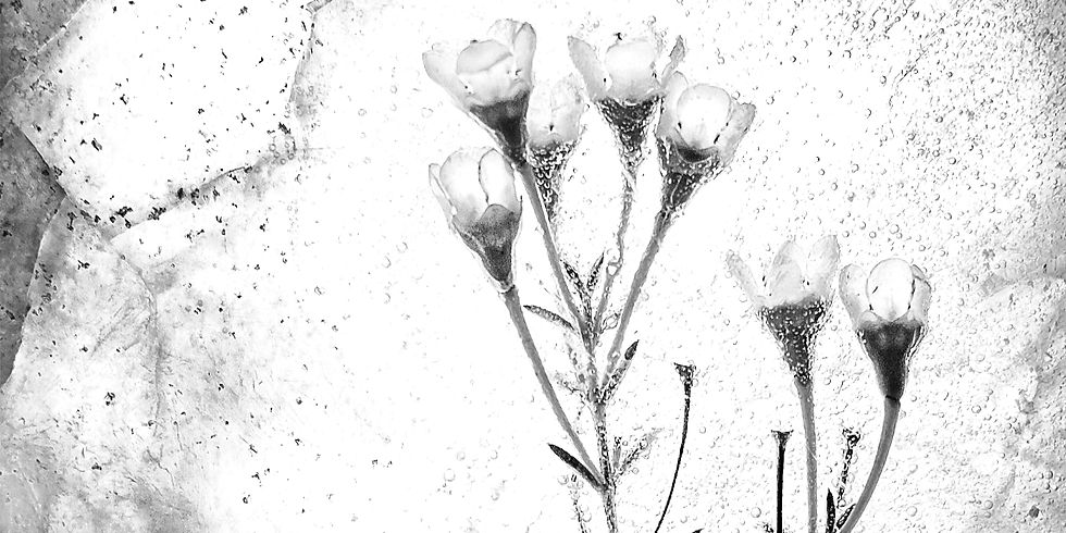 Flores em um cubo de gelo