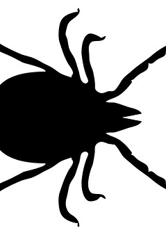 Tick