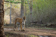 tiger sighting coorg