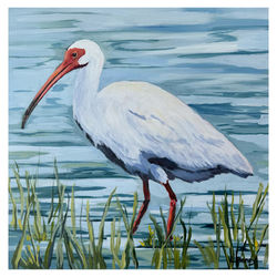 Ibis