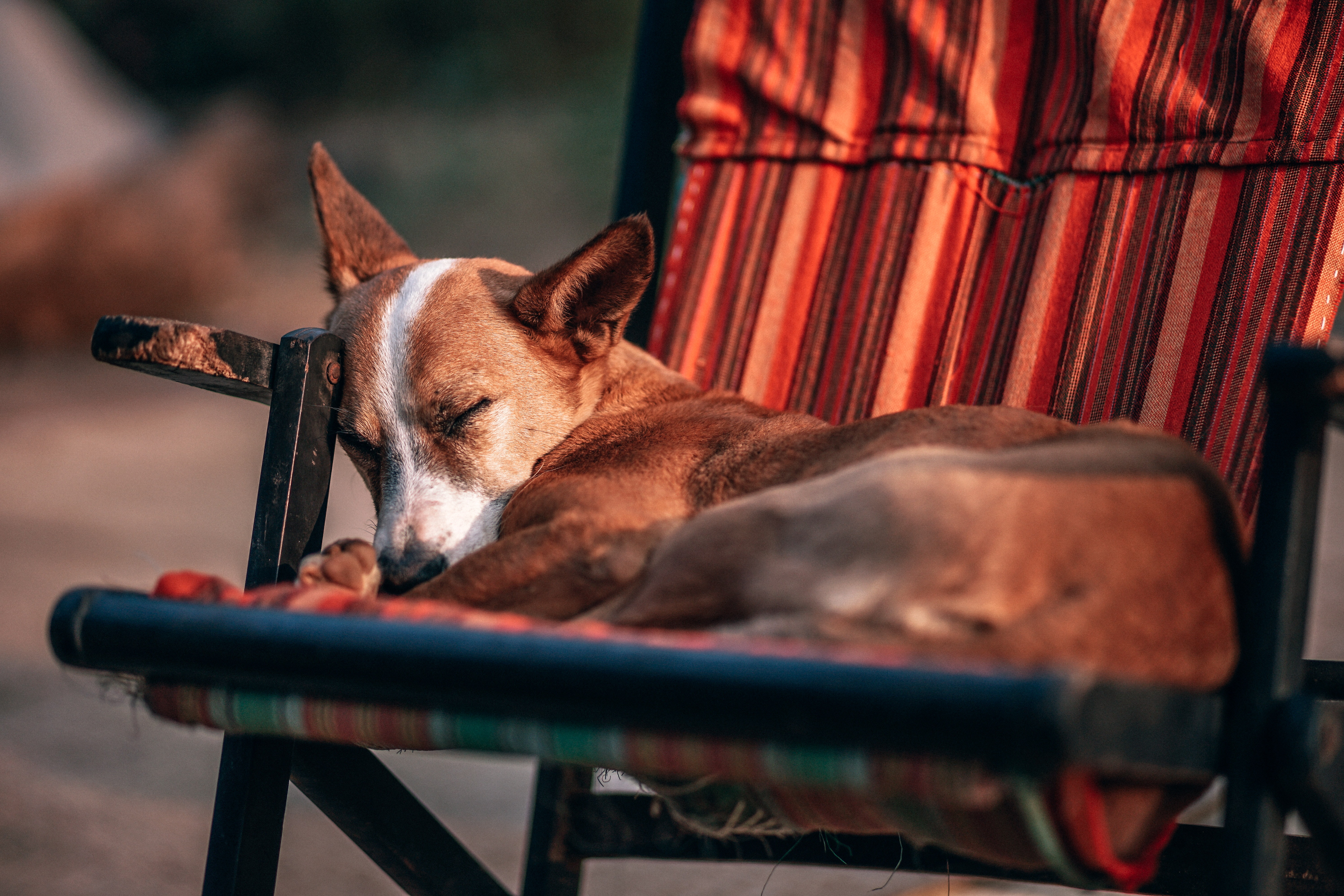 a dog zen salon a dog zen salon