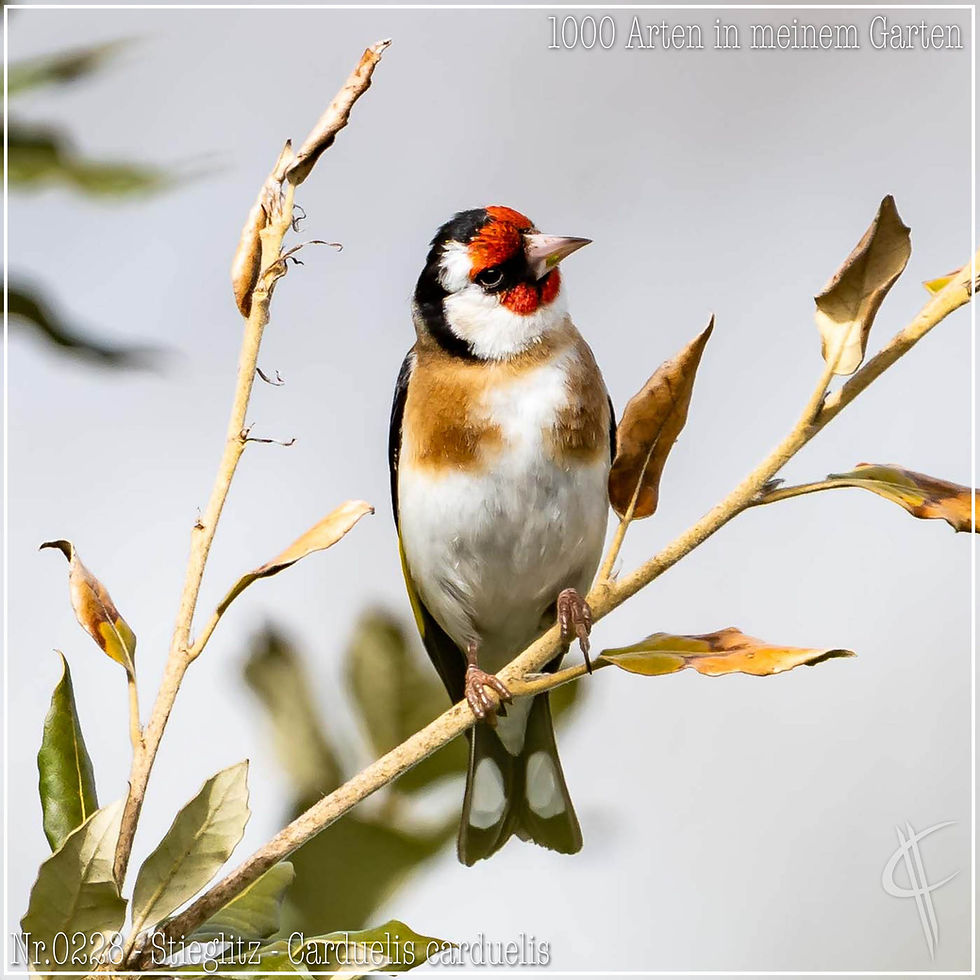 0228 - Stieglitz - Carduelis carduelis