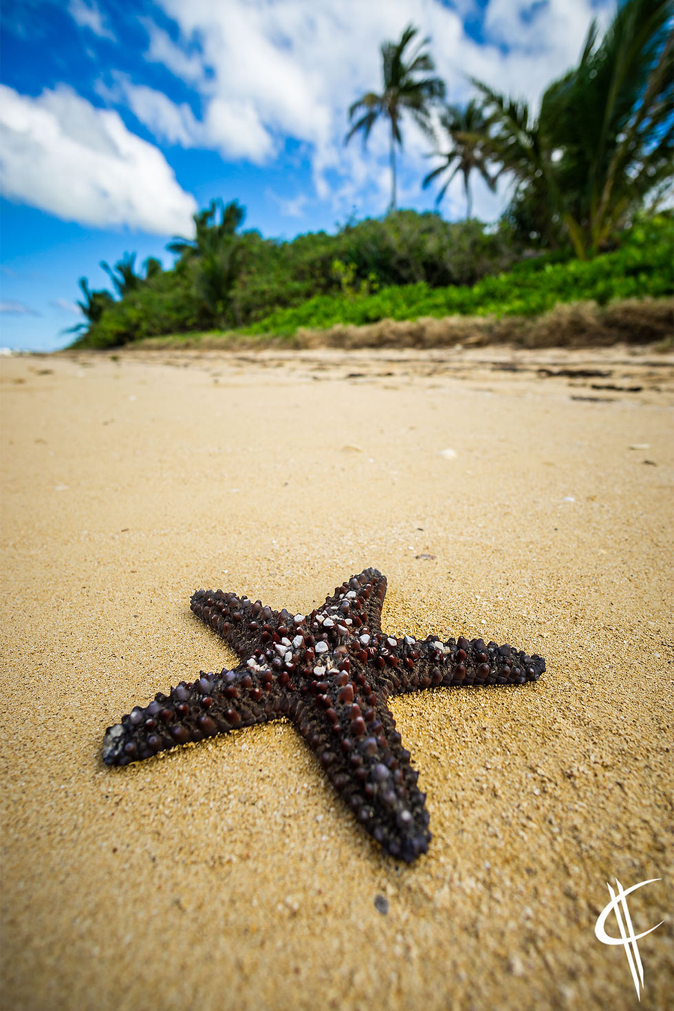 A star on the beach