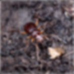 0007 Gewöhnlicher Bartläufer - Leistus ferrugineus