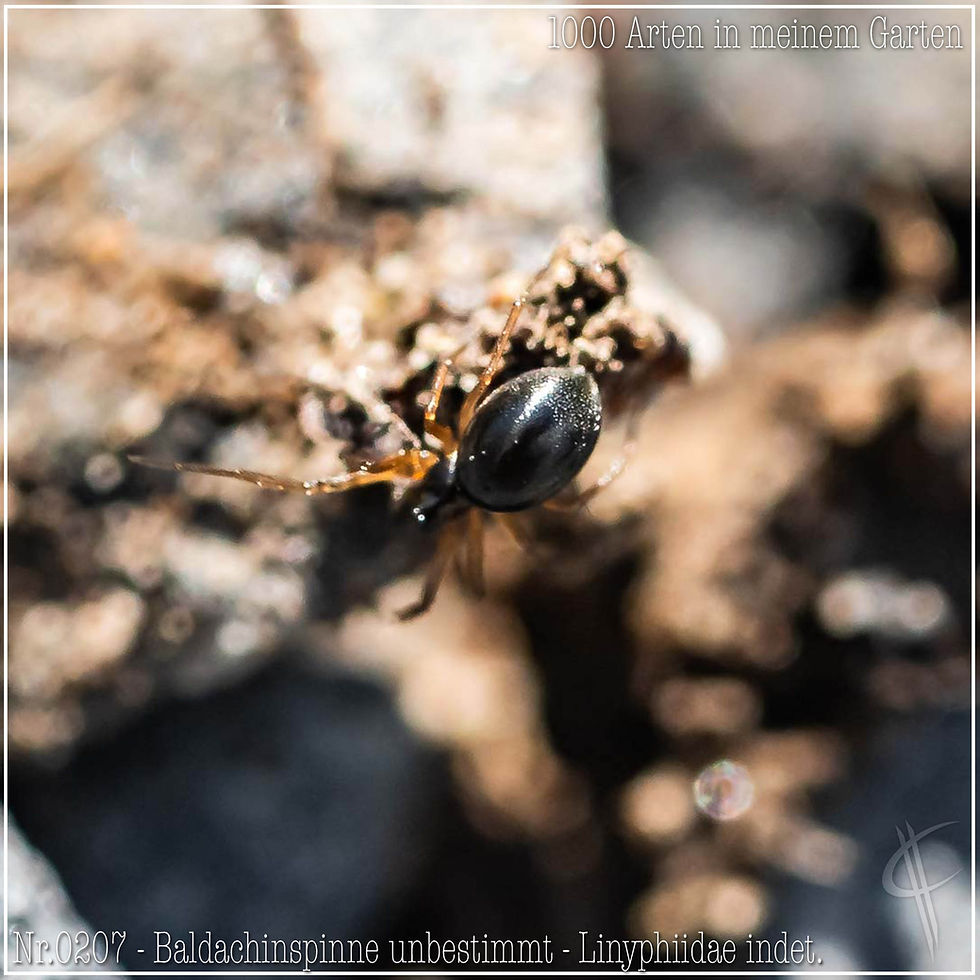0207 - Baldachinspinne unbestimmt - Linyphiidae indet.