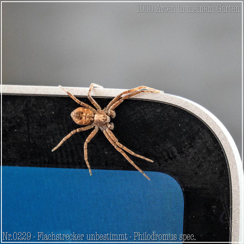 0229 - Flachstrecker unbestimmt - Philodromus spec.