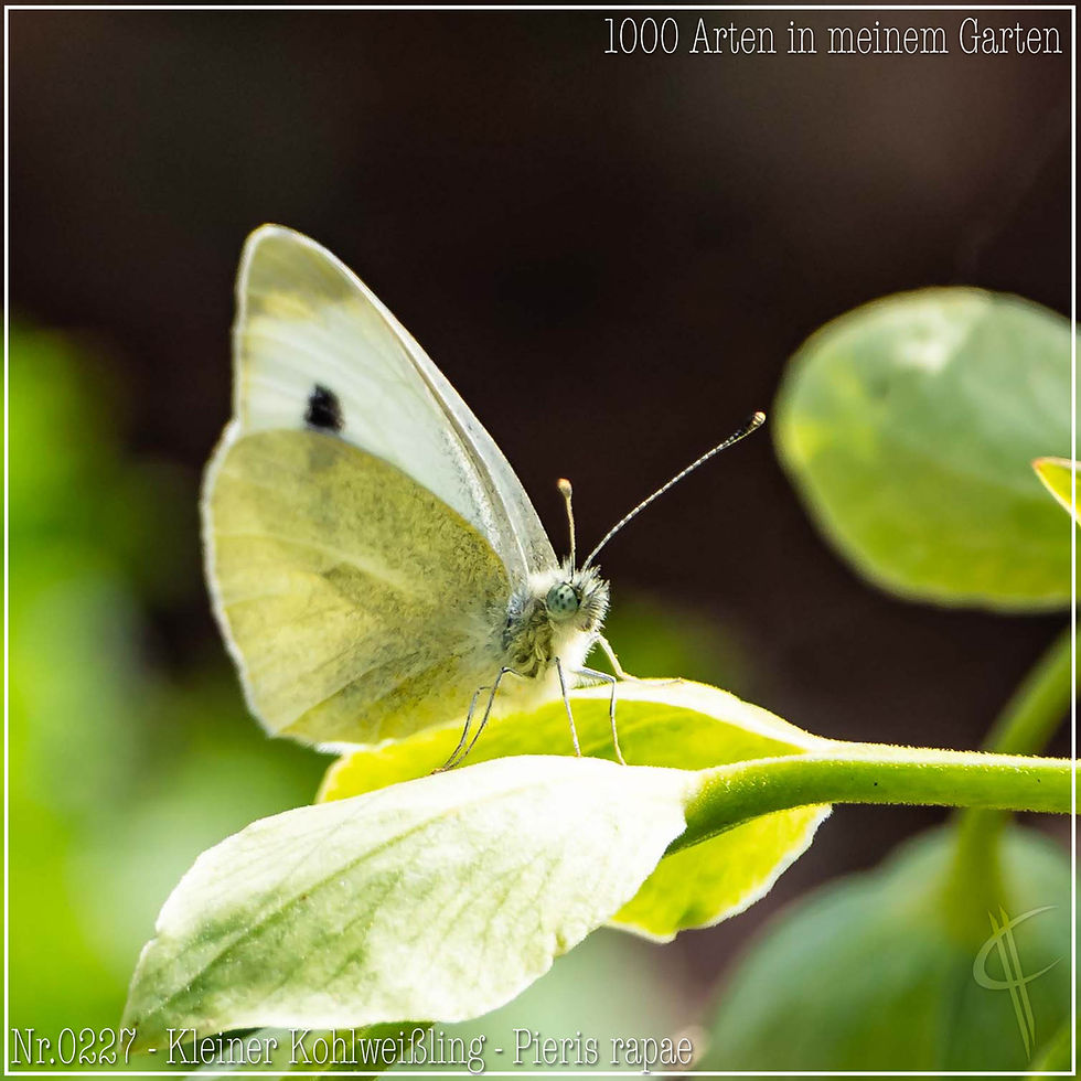 0227 - Kleiner Kohlweißling - Pieris rapae
