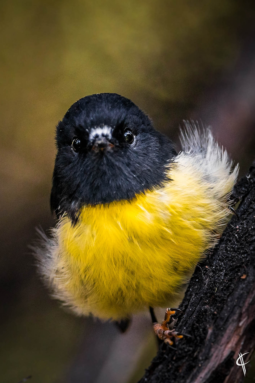 Curious Tomtit