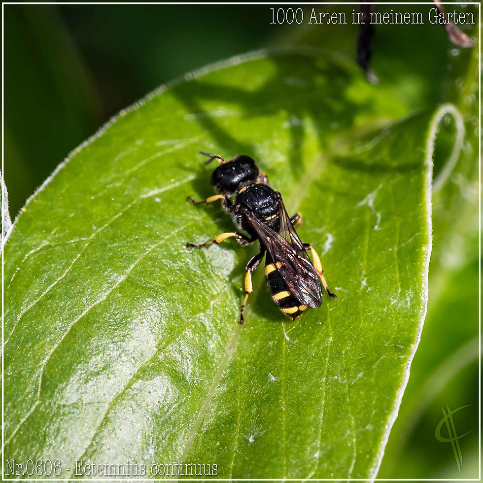 0606 - Ectemnius continuus