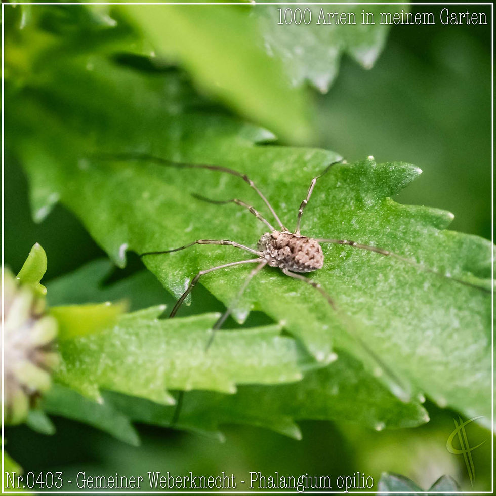 0403 - Gemeiner Weberknecht - Phalangium opilio