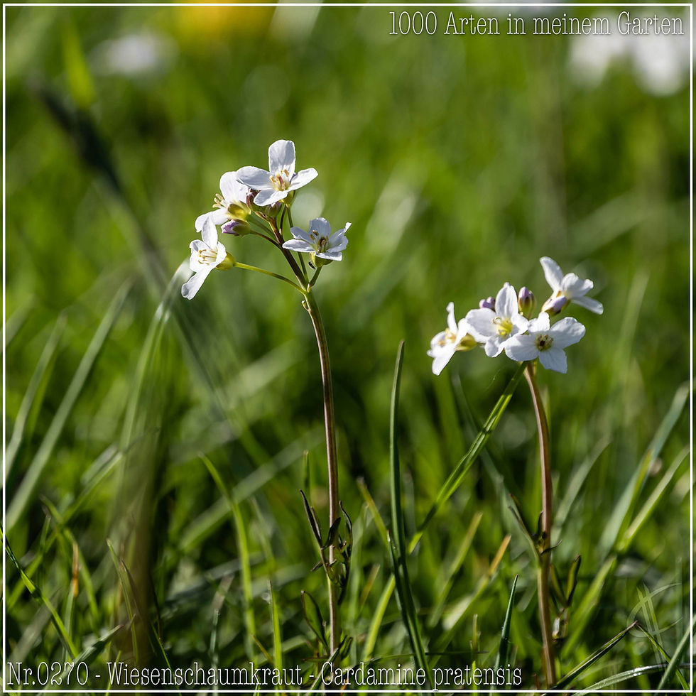 0270 - Wiesenschaumkraut - Cardamine pratensis