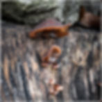 0018- Judasohr - Auricularia auricula-judae