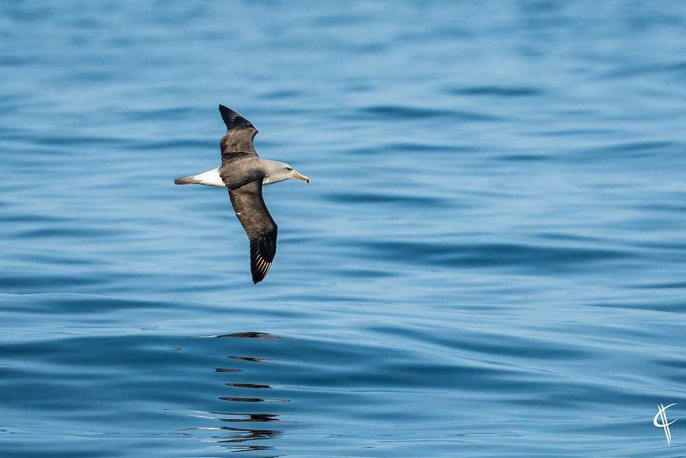 Salvin's Albatross