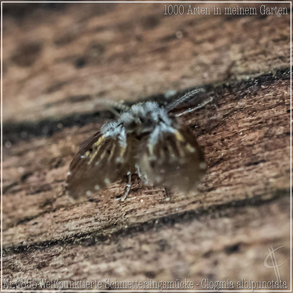 0855-Weißpunktierte Schmetterlingsmücke - Clogmia albipunctata