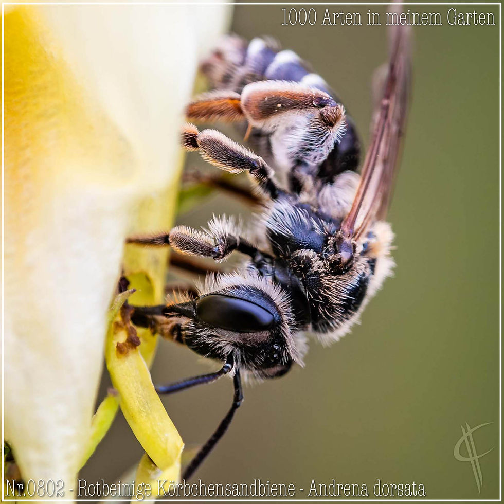 0802 - Rotbeinige Körbchensandbiene - Andrena dorsata