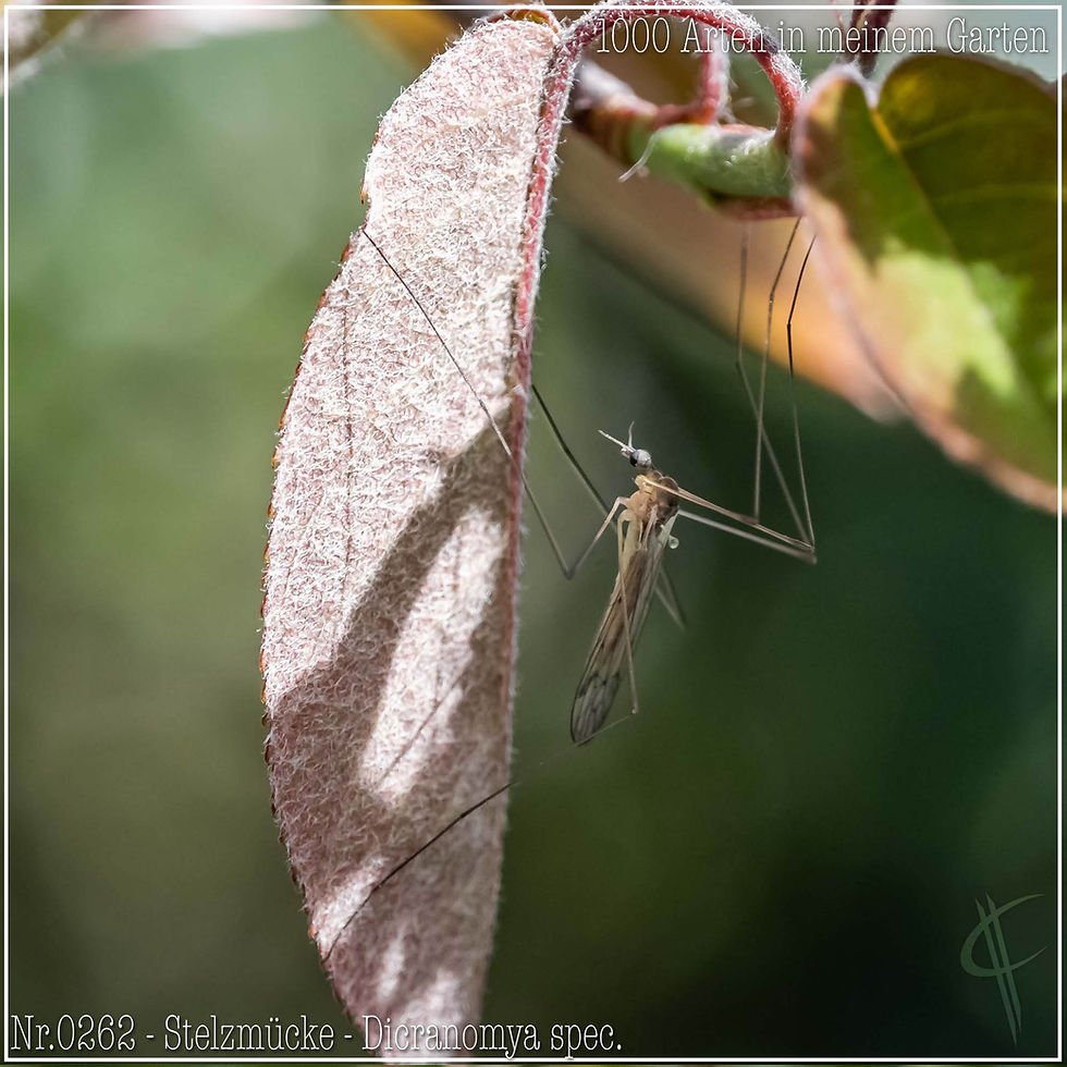 0262 - Stelzmücke - Dicranomya spec.