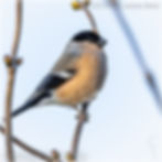 0028- Gimpel - Pyrrhula pyrrhula